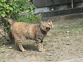 妙本寺の猫