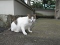 光明寺の猫